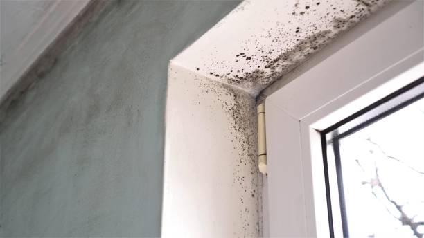 Professional Mold Remediation in New Brockton, AL