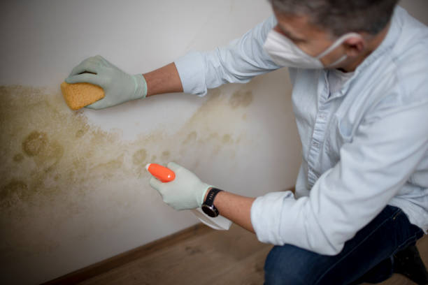 Best Post-Flood Mold Remediation in New Brockton, AL