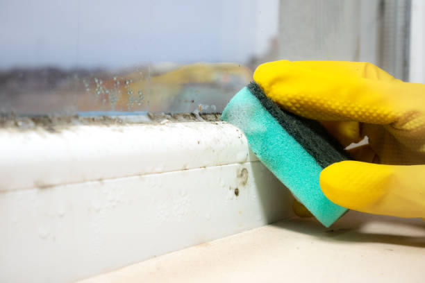 Best Commercial Mold Remediation in New Brockton, AL
