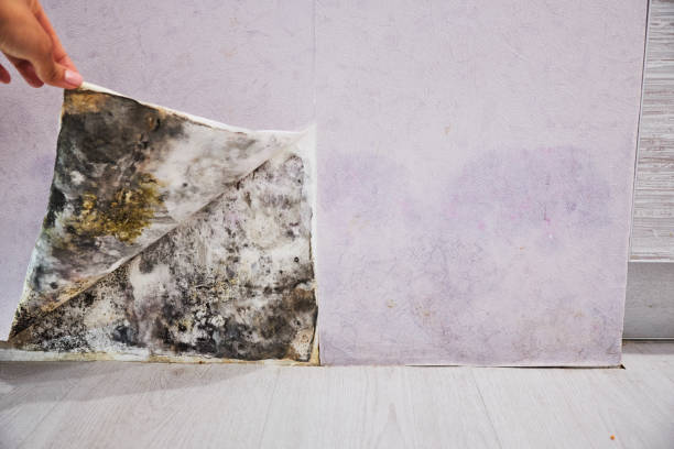Best Bathroom Mold Remediation in New Brockton, AL